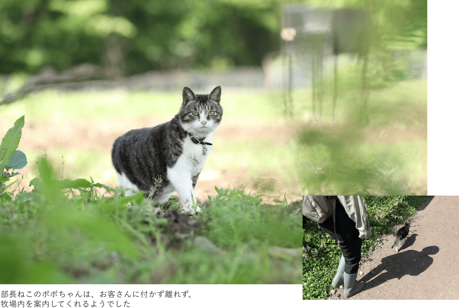 部長ねこのポポちゃんは、お客さんに付かず離れず、牧場内を案内してくれるようでした