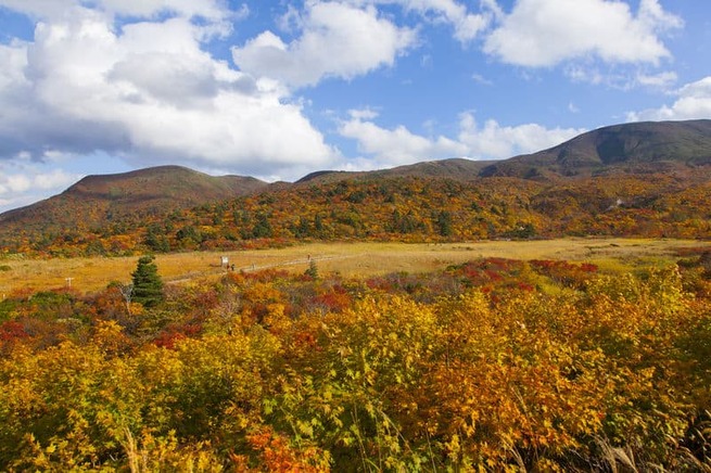 色とりどりの紅葉、深緑が入り混じる