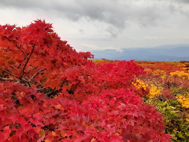 栗駒山②