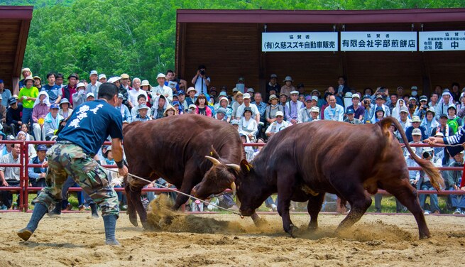 【10月19日（土）出発】久慈市「平庭闘牛大会　もみじ場所」観戦付き旅行商品