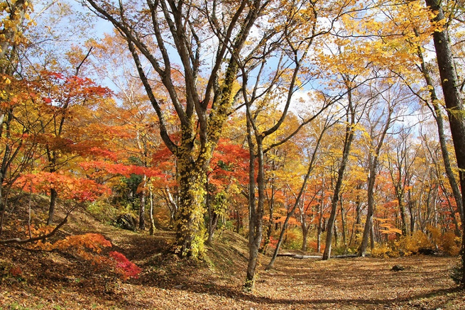 【雫石町】網張の紅葉、アクティビティ体験、菊の司酒造 酒蔵見学