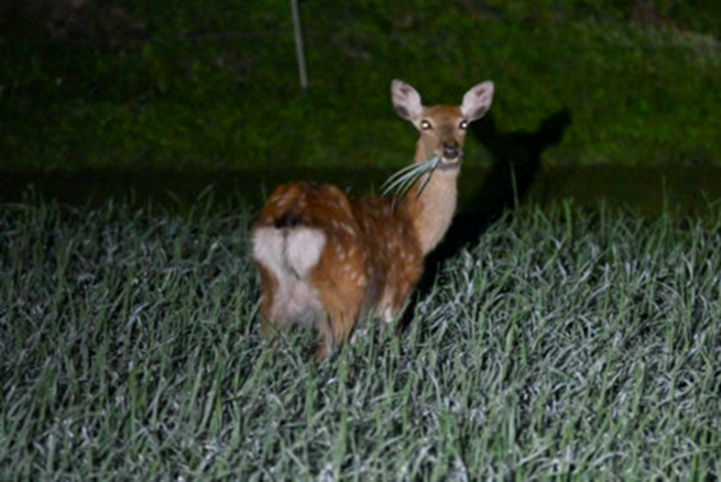 秋の夜長の「おおつちナイトサファリ」